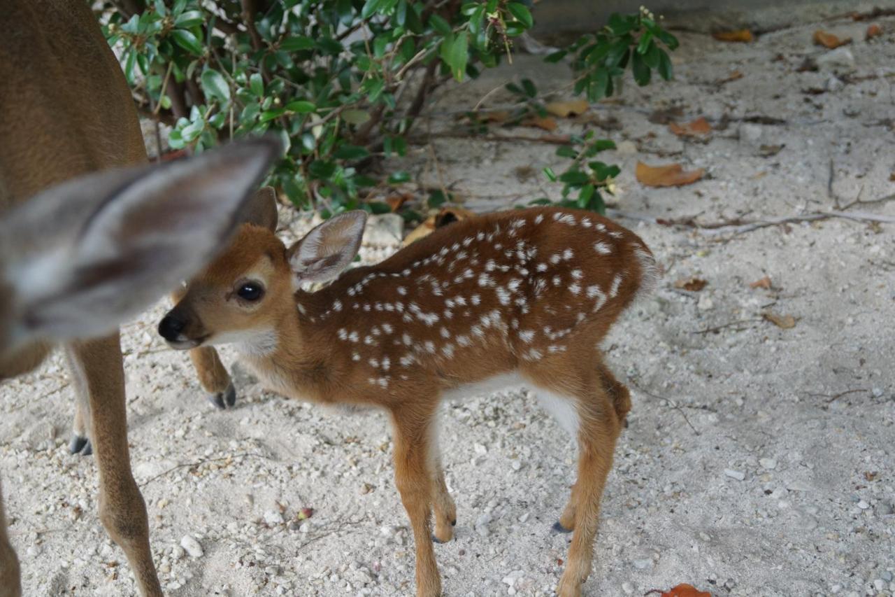 Deer Run On The Atlantic Bed & Breakfast Big Pine Key Exterior foto